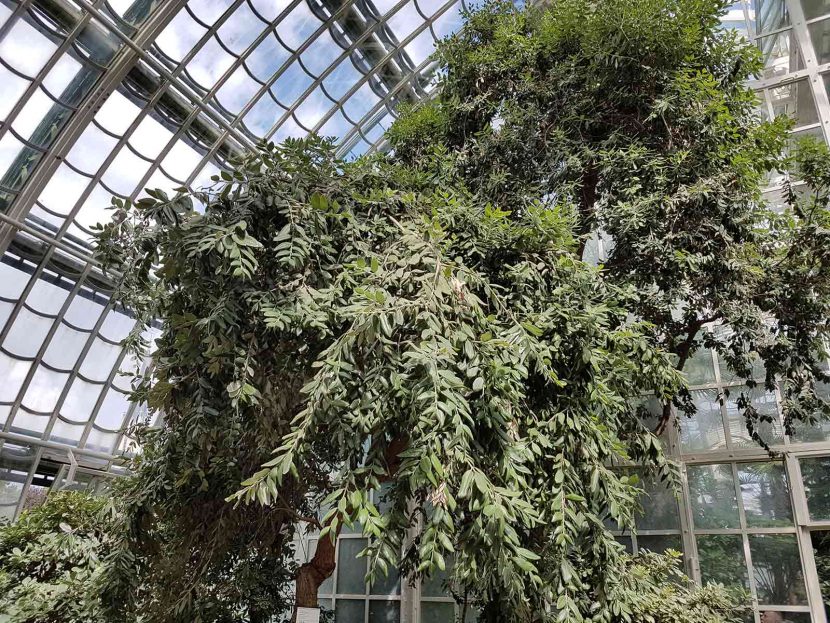 Palmenhaus – Tropical Paradise in the Heart of Vienna